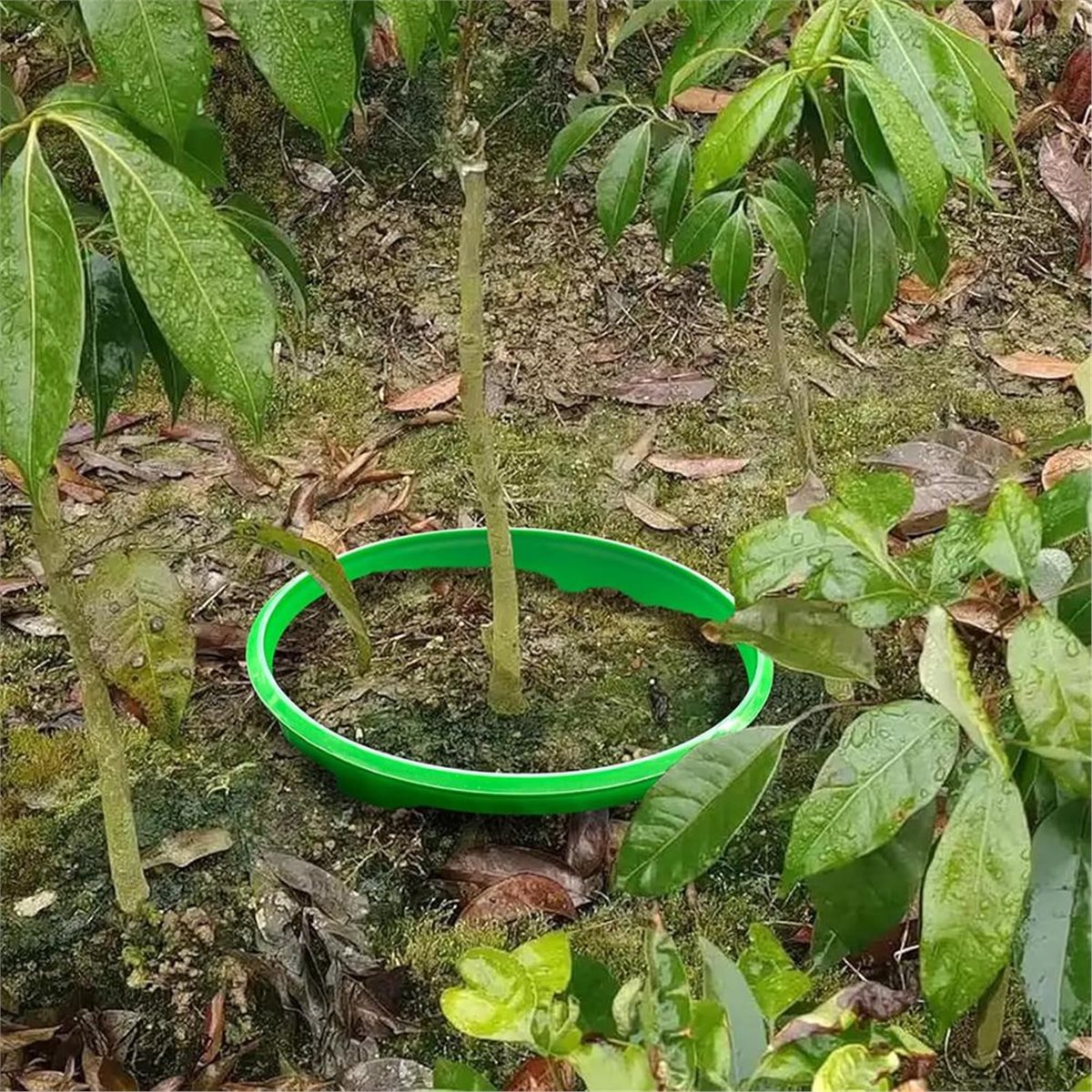 Gardening Tools Deals - 【COUNTDOWN DEAL】 แหวนป้องกันต้นไม้ 4 ชิ้น สำหรับรดน้ำรากและกำจัดวัชพืช