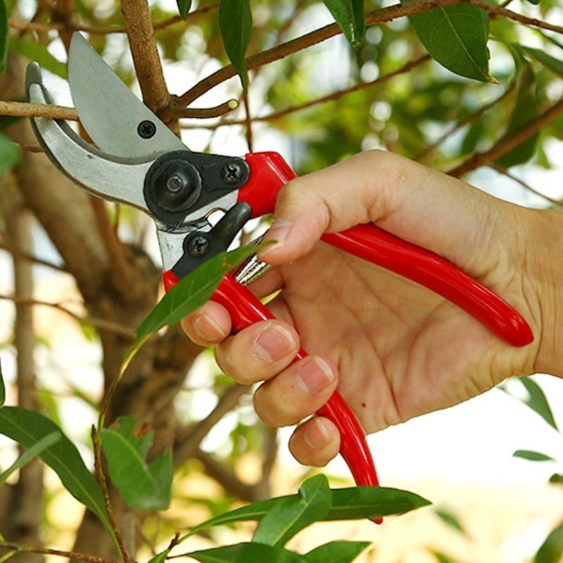 กรรไกรตัดแต่งกิ่งคุณภาพพรีเมีย - Gardening Tools Quality บทวิจารณ์และราคา