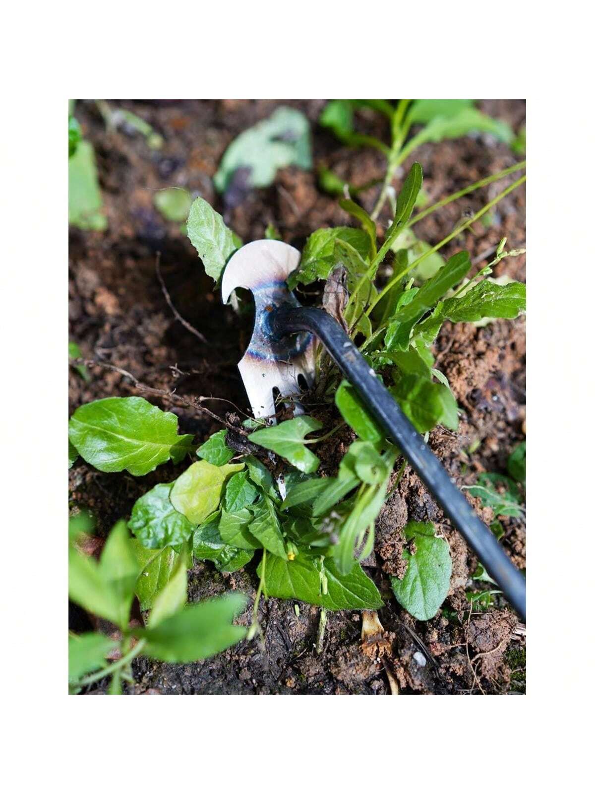4 ฟัน - มัลติฟังก์ชั่นมือ Weed - Gardening Tools For Weeds บทวิจารณ์และราคา