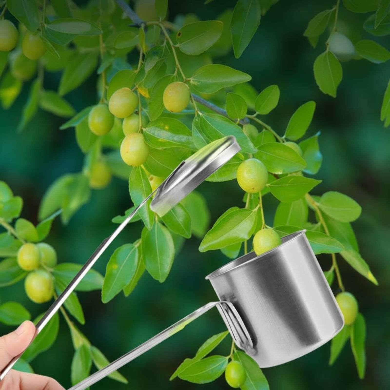 ที่เก็บผลไม้แบบถ้วย สแตนเลส เค - Gardening Tools Uses บทวิจารณ์และราคา